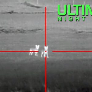 coyote hunting with thermal 13 coyotes down with the atn thor thermal scope 1