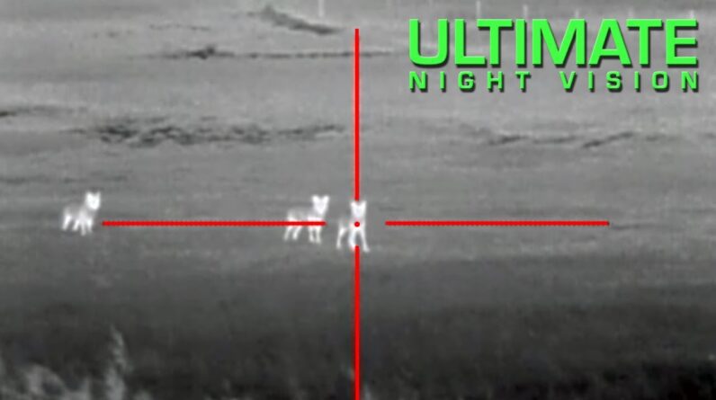 coyote hunting with thermal 13 coyotes down with the atn thor thermal scope 1